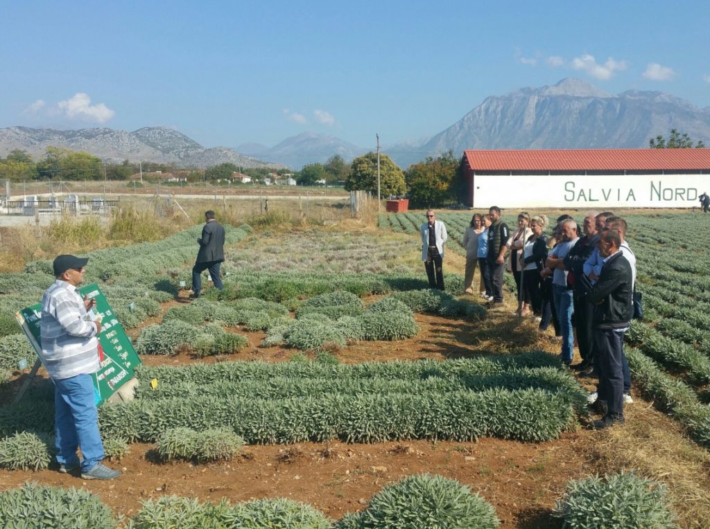Qualitative sustainable MAP production through using local organic seeds and seedling varieties