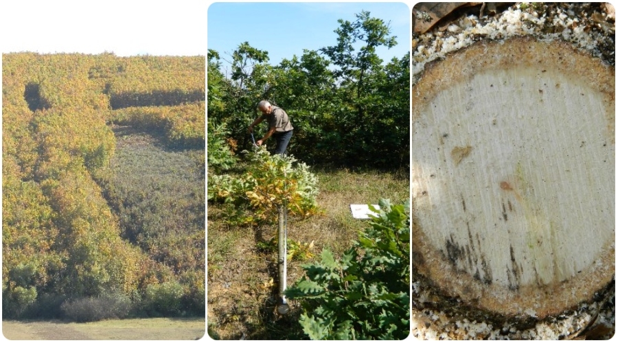 Achieved progress in establishing permanent sample plots in Kosovo