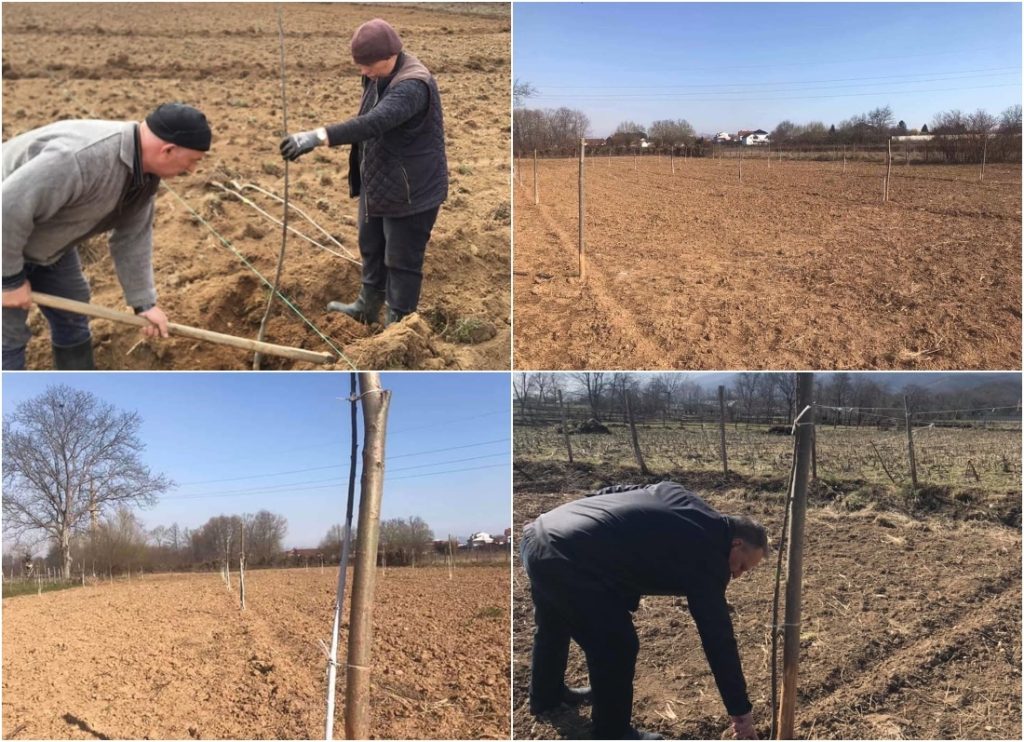 SSPDF Project – the continuous support of chestnut plantation establishment in western Kosovo