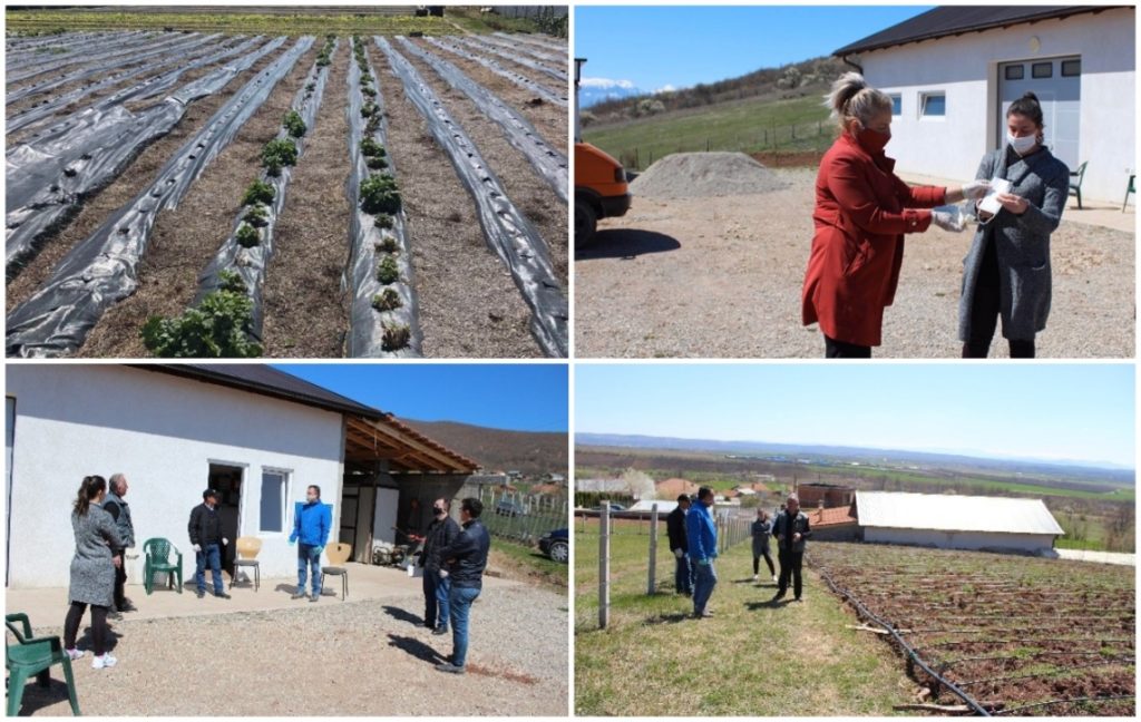 CNVP visits Producer Groups of MAPs cultivation in Istog area
