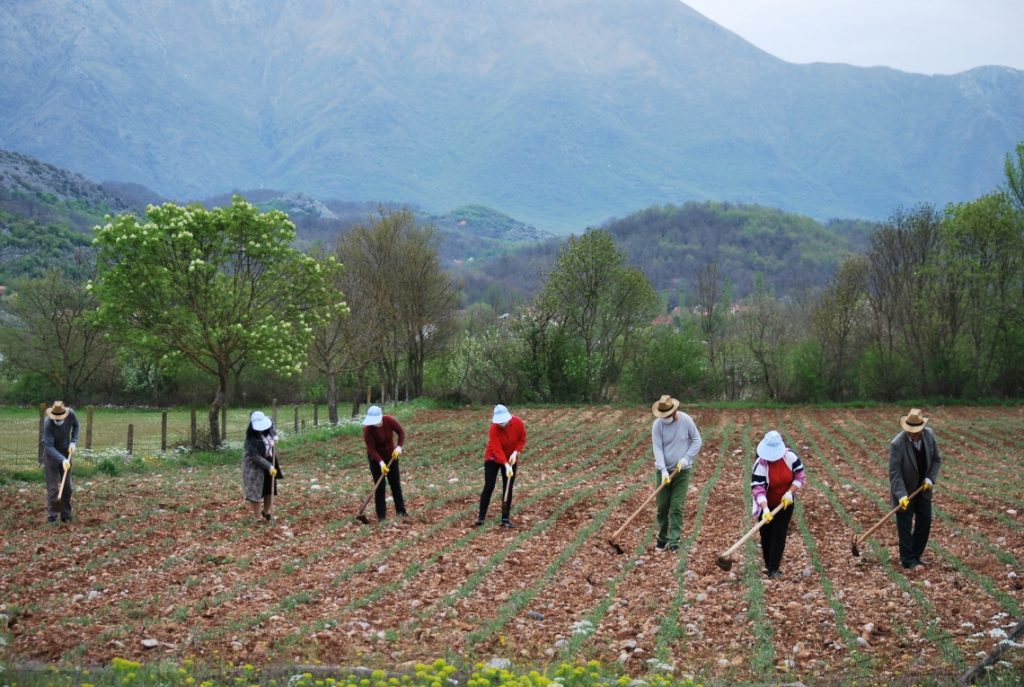 COVID 19 and MAPs production in Albania