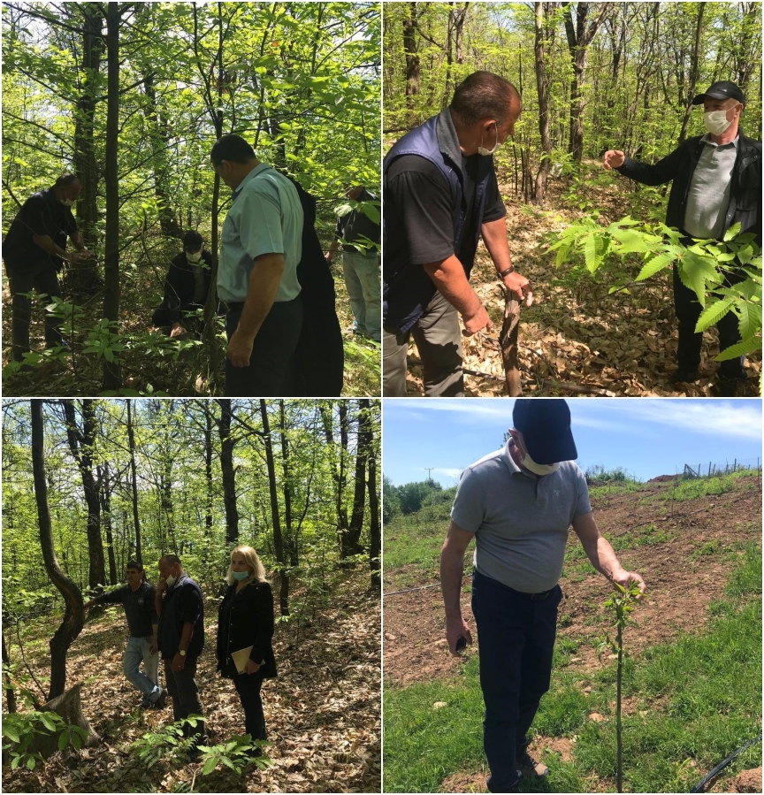 CNVP Kosovo provide advisory service to chestnut forest owners