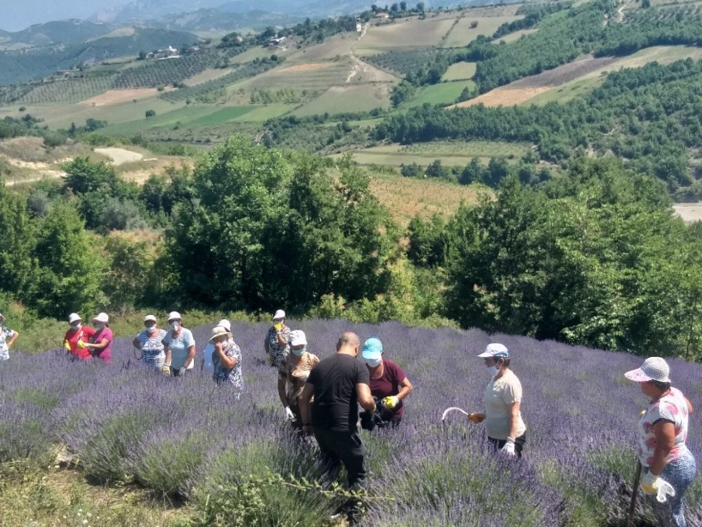 Harvest time for Lavander // Supporting Rural Women in Gramsh /Albania