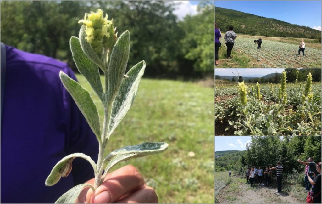 CNVP organize visit to mountain tea plantations in Sermenin, Gevgelija