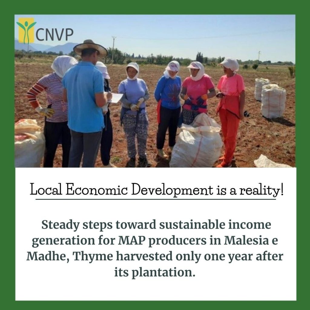 Steady steps toward sustainable income generation for MAP producers in Malesia e Madhe