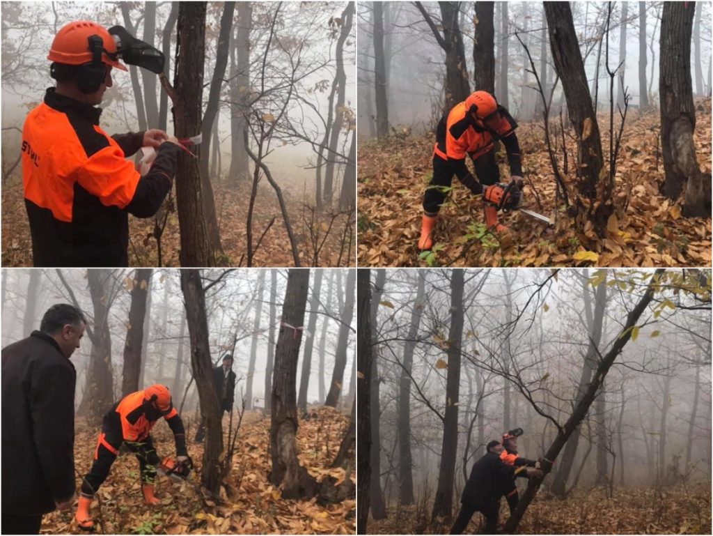 Application of silviculture/phytosanitary methods for the improvement of chestnut forests in Kosovo