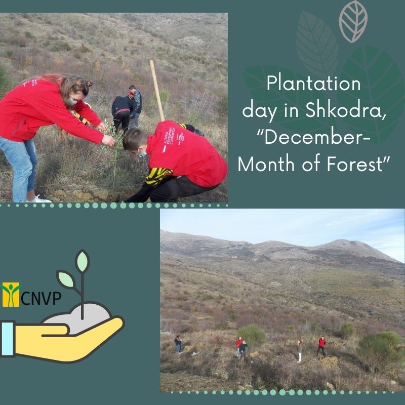 Plantation day in Shkodra, “December-Month of Forest”