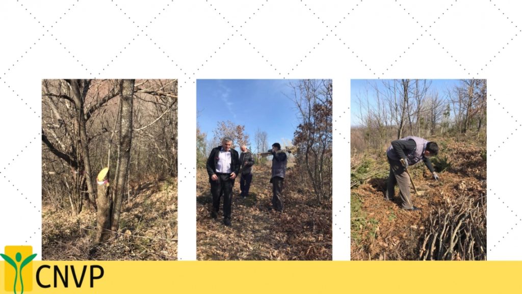 CNVP SSPDF project continues to support chestnuts forestry owners