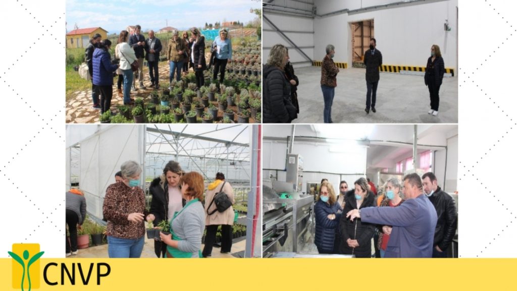 Study visit in Albania in the sector of MAP's and vegetable production