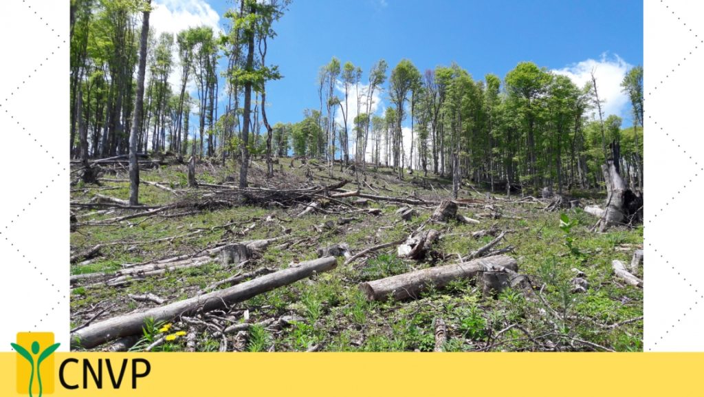 Two-day webinar held in Montenegro on prevention of all types of illegal activities in forestry