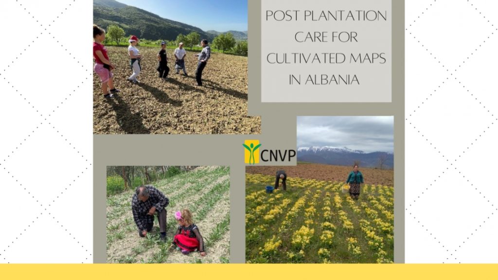 Post Plantation Care for cultivated MAPs in Albania