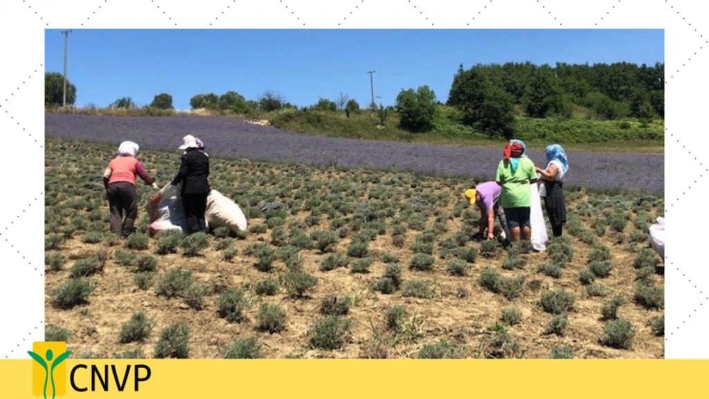 Rural families in Petrela Administrative Unit generate better incomes from selling lavender
