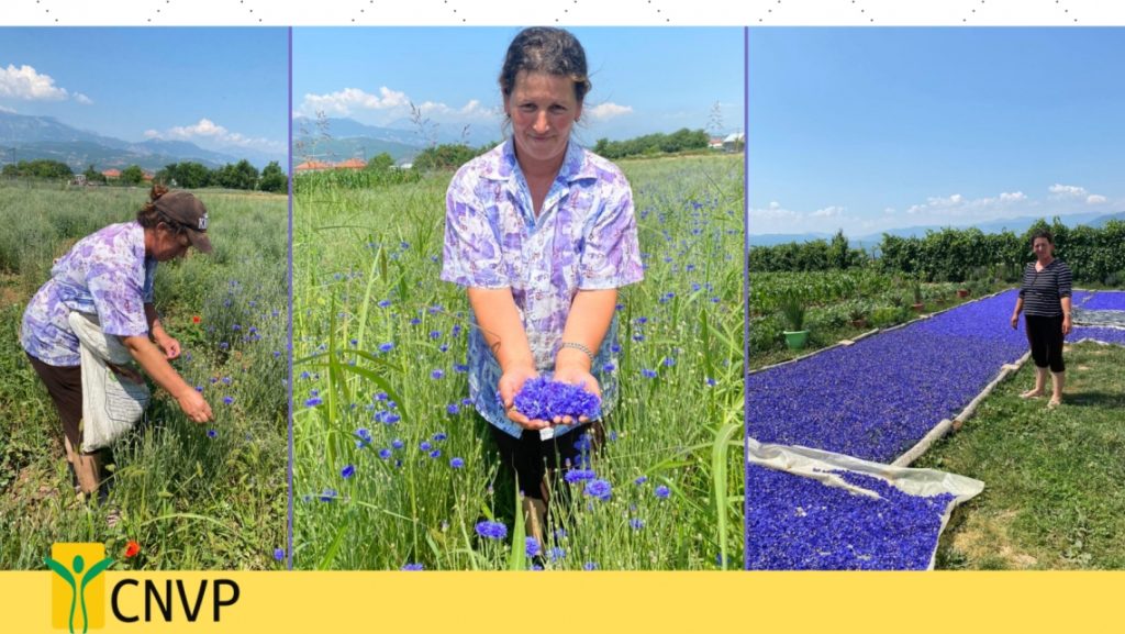 Cyan harvesting time in Diber, Albania
