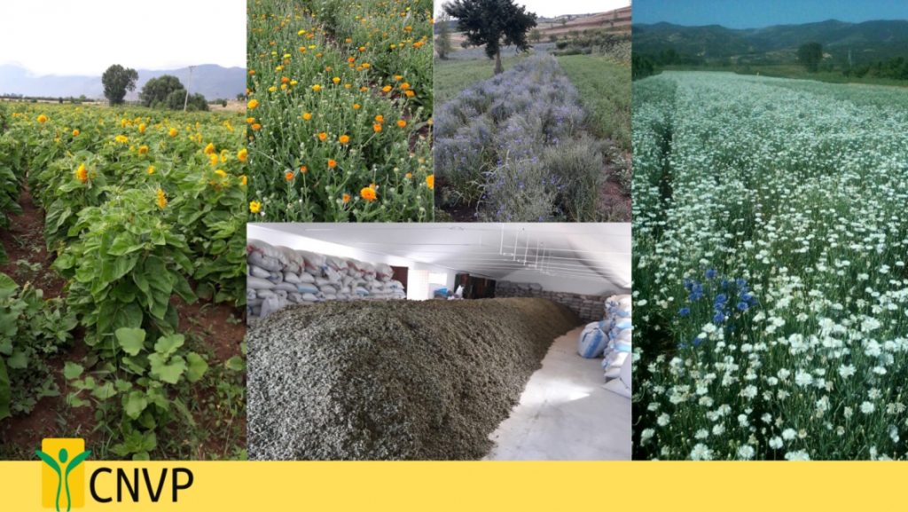 LED project increase incomes of rural households in Albania