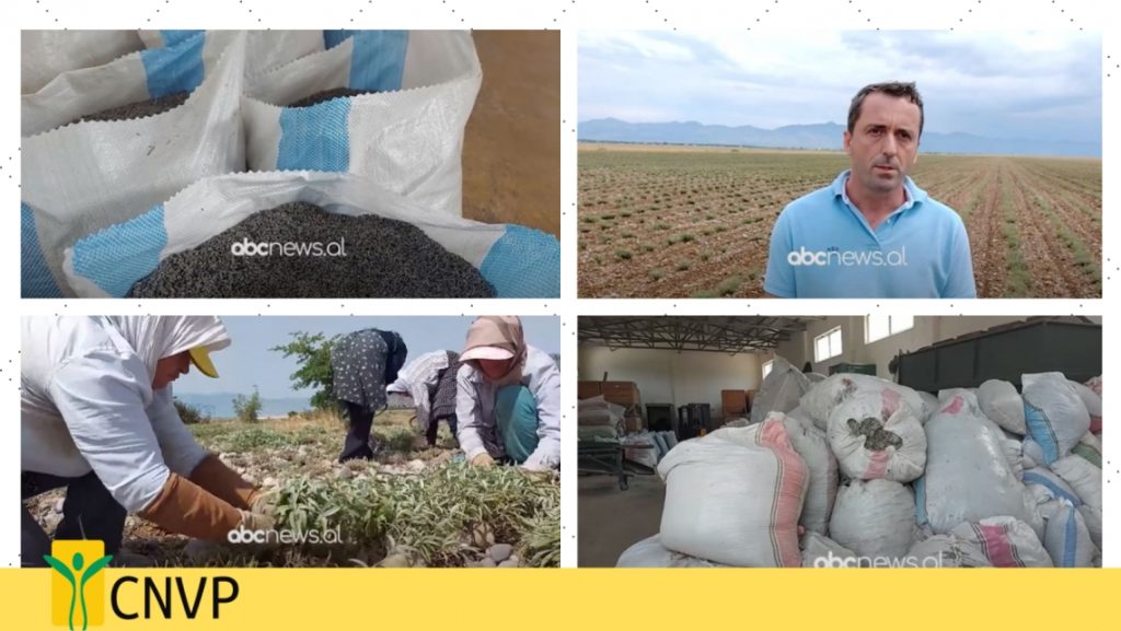 Climate Impacts on Agriculture Sector in Albania