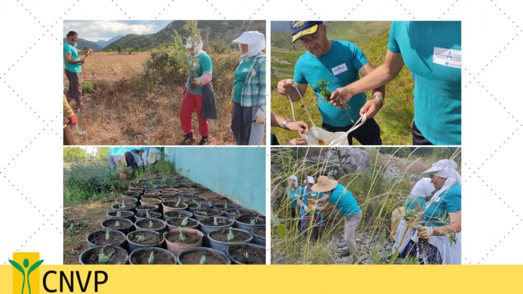 CNVP Albania supports the establishment of MAPs demonstration garden in Shkoder region