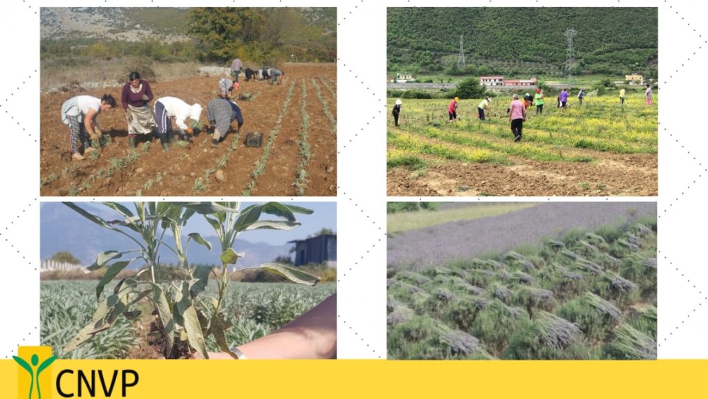 CNVP Albania marks the International Day for Rural Women by supporting them in cultivation of MAPs