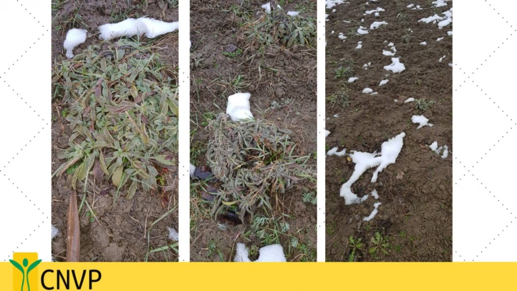 Monitoring of the mountain tea in Resen