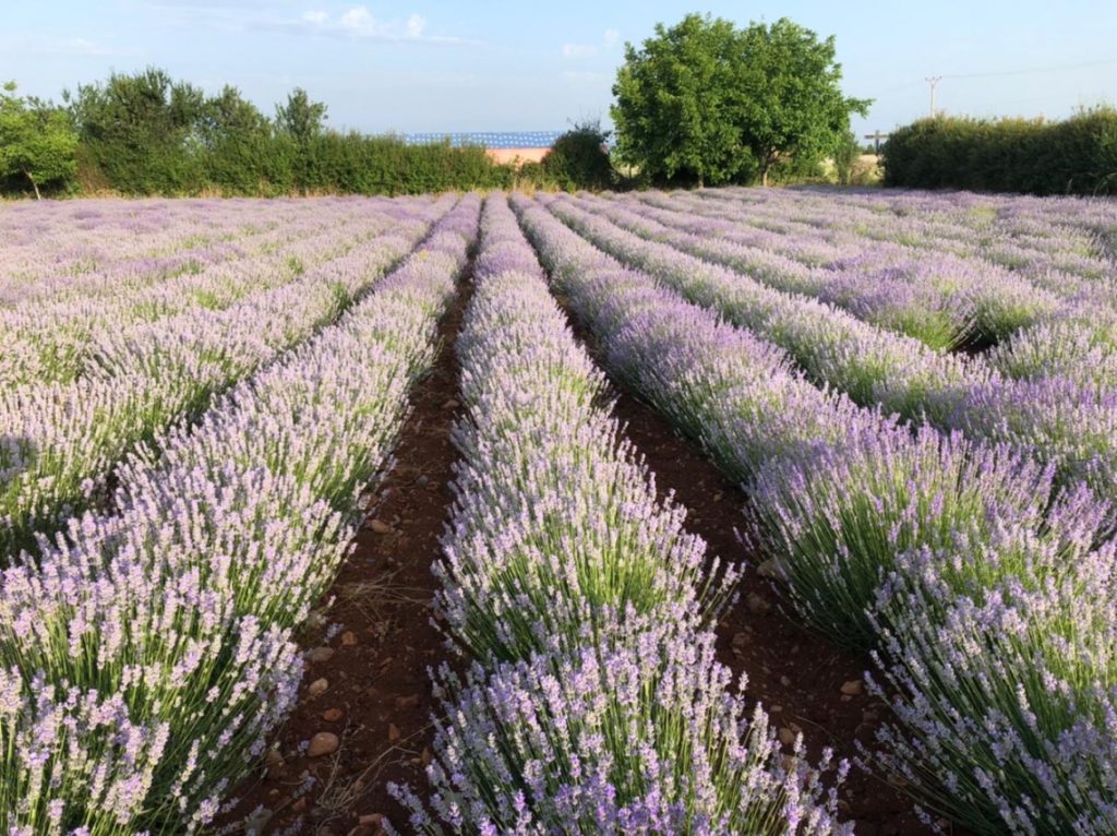 CNVP Albania supports promotion of medicinal and aromatic plants