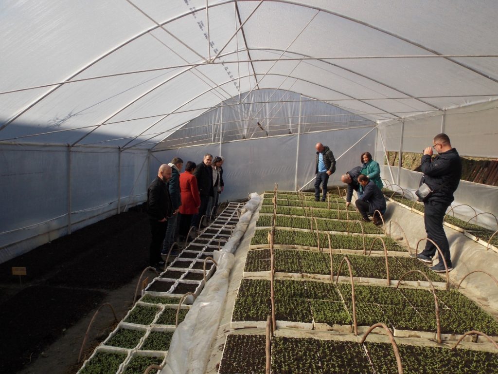 Improving access to a broader range of high-quality MAPs seedlings in Gramsh, Albania