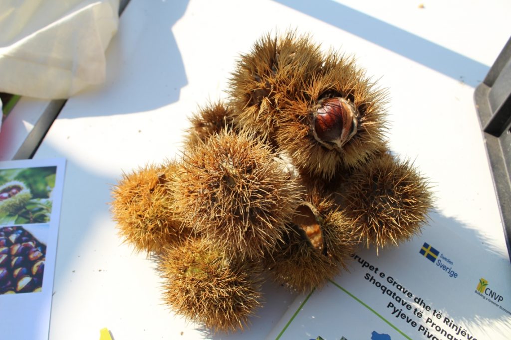 New Initiative Enhances Chestnut Value Chain and Market Connections