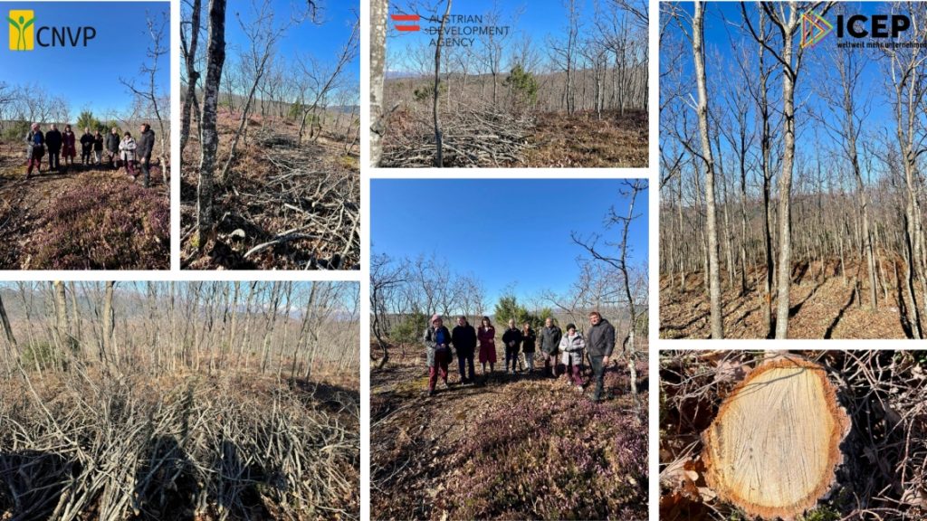 Forest conservation for employment and eco-friendly energy use in Puka, Albania