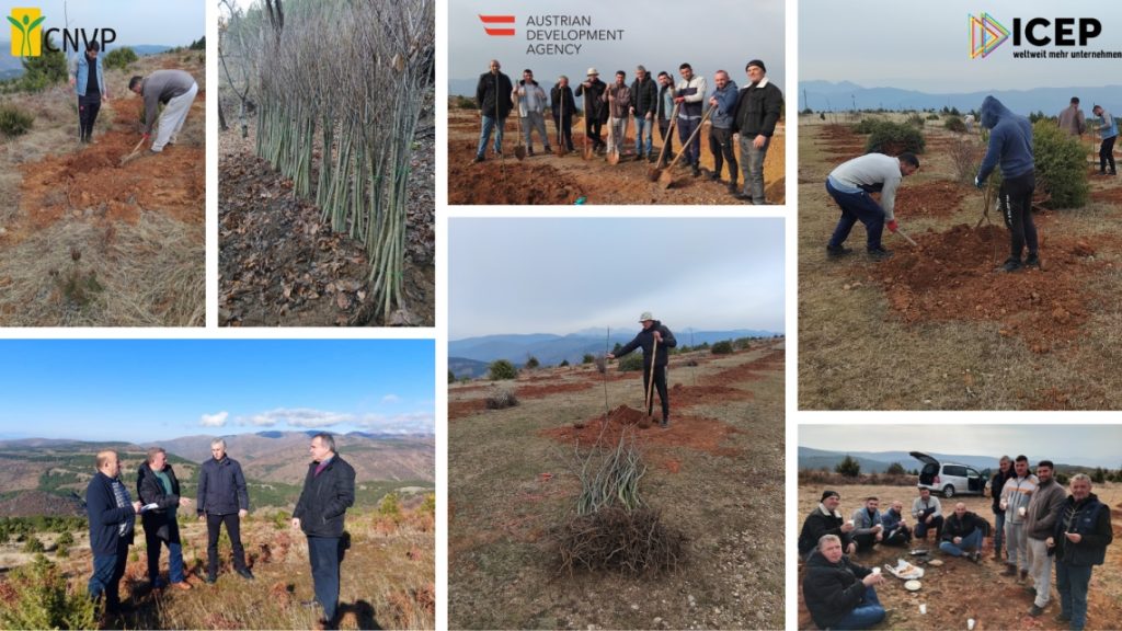 Restoring Forests Ecosystems: Chestnut Seedlings Revitalize Degraded Land in Pukë