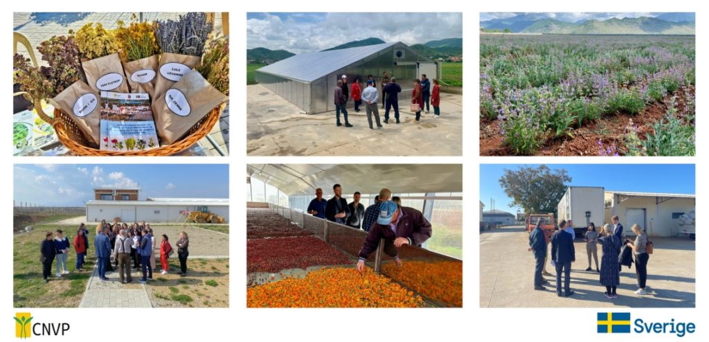 Albania’s MAPs Sector Takes a Leap Forward with Innovative Drying Technologies