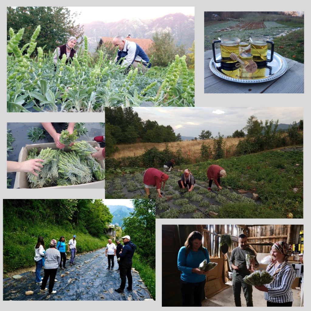 Restoring Heritage and Nature: The Success Story of Cultivation Organic Mountain Tea