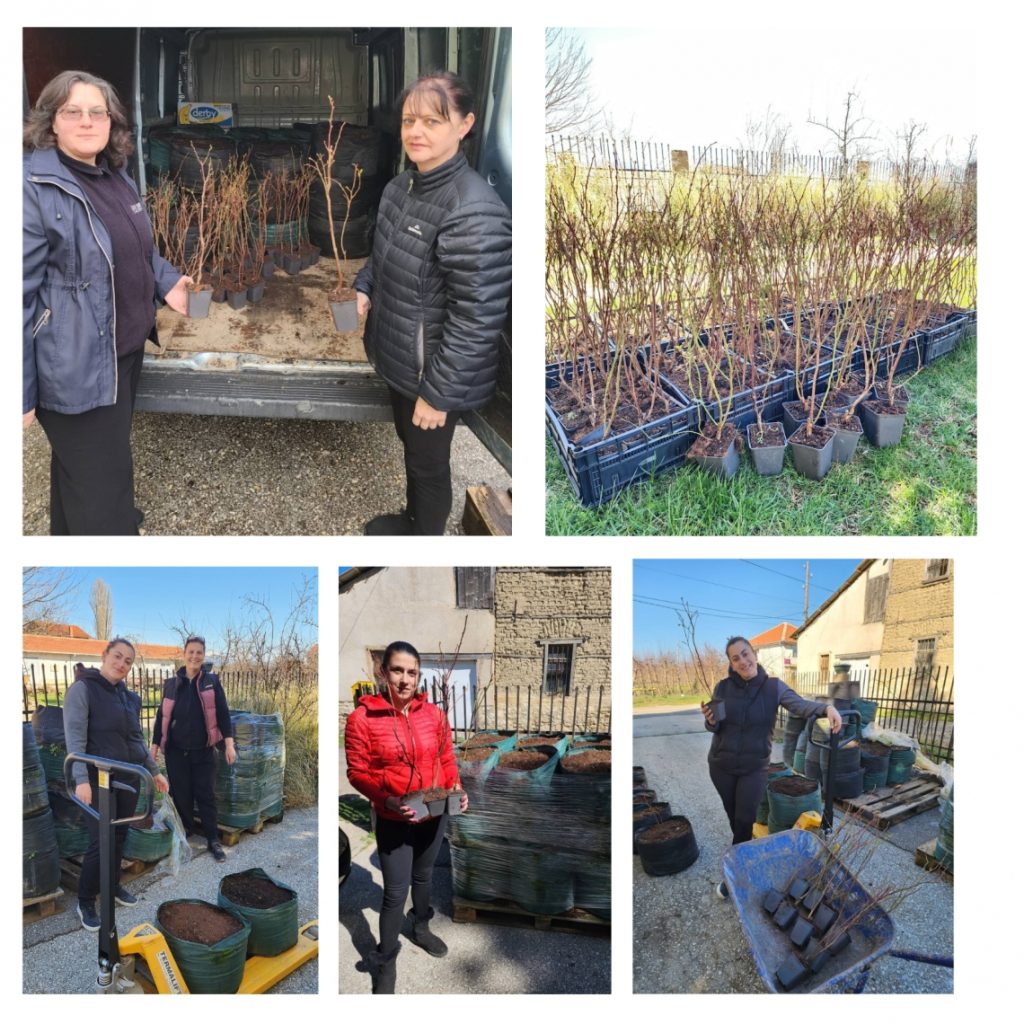 Empowering Rural Women of Prespa: Cultivating Blueberries for Sustainable Agriculture and Tourism