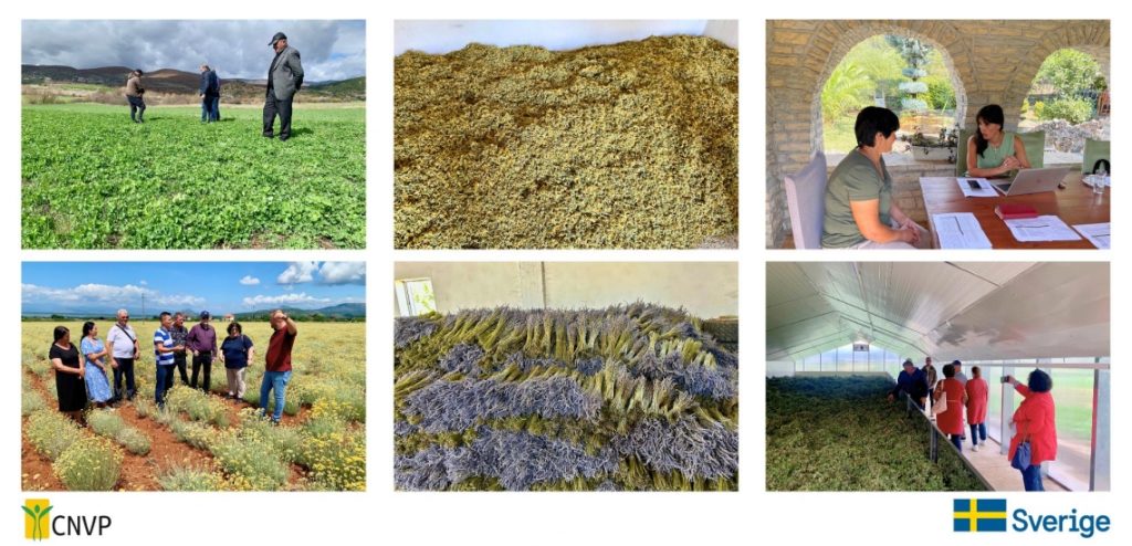 Revolutionizing MAPs sector: CNVP Albania’s Game-Changing Contract Farming Model