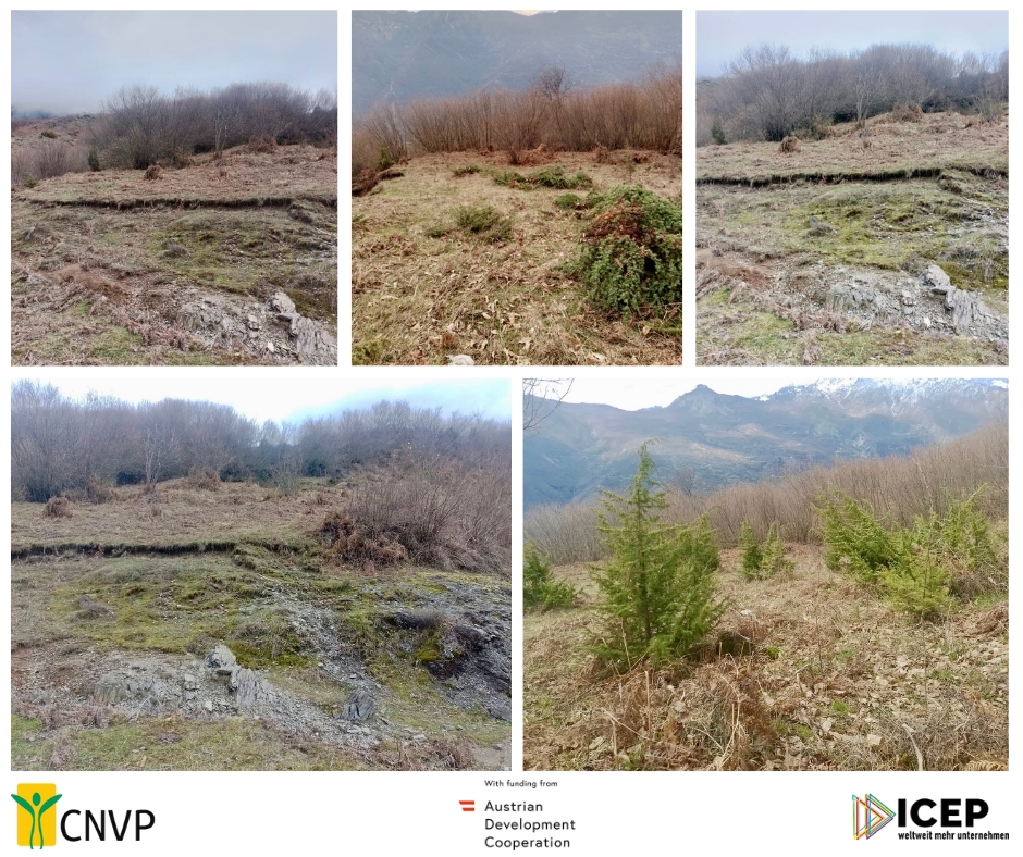 Zefi from the Shala Valley: Planting 150 Chestnut Trees with CNVP Support