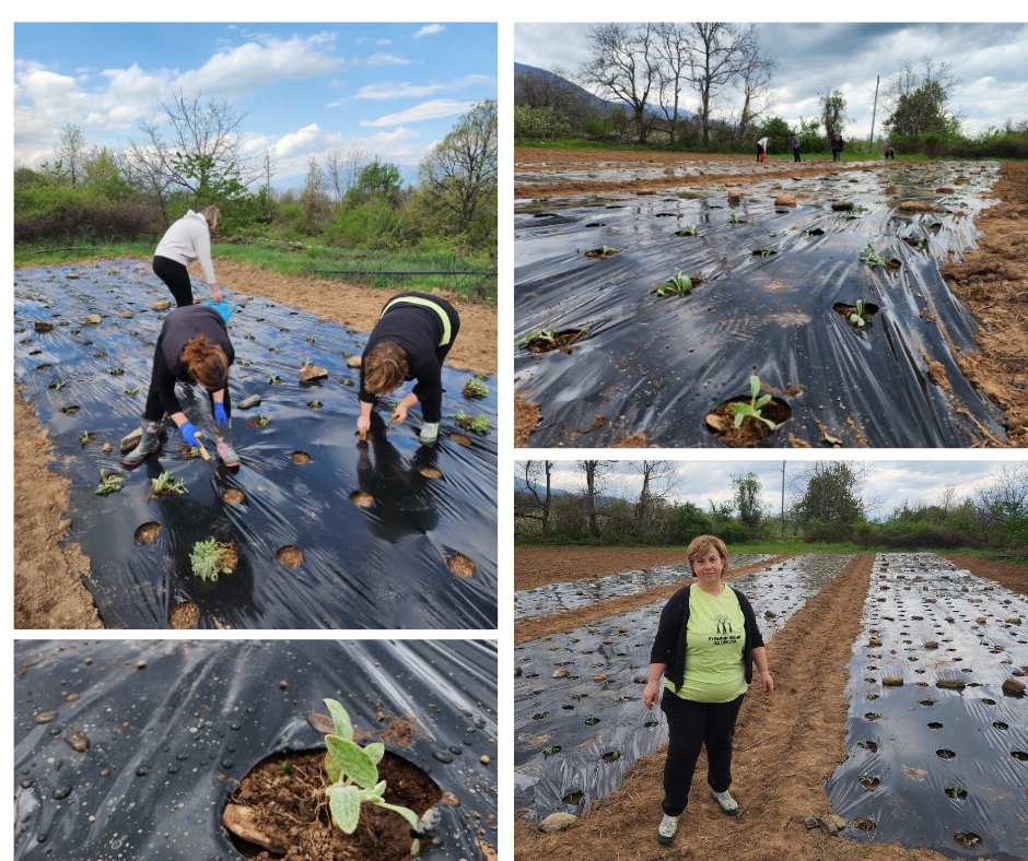 Association Rural Women of Prespa started with the Mountain Tea Cultivation Season