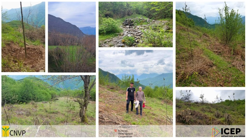 Chestnut Planting in Pecaj – An Investment in the Future of Albania’s Forests