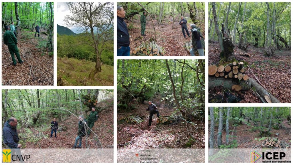 Monitoring Visit for Thinning Works in Beech Coppice Forest – Montenegro