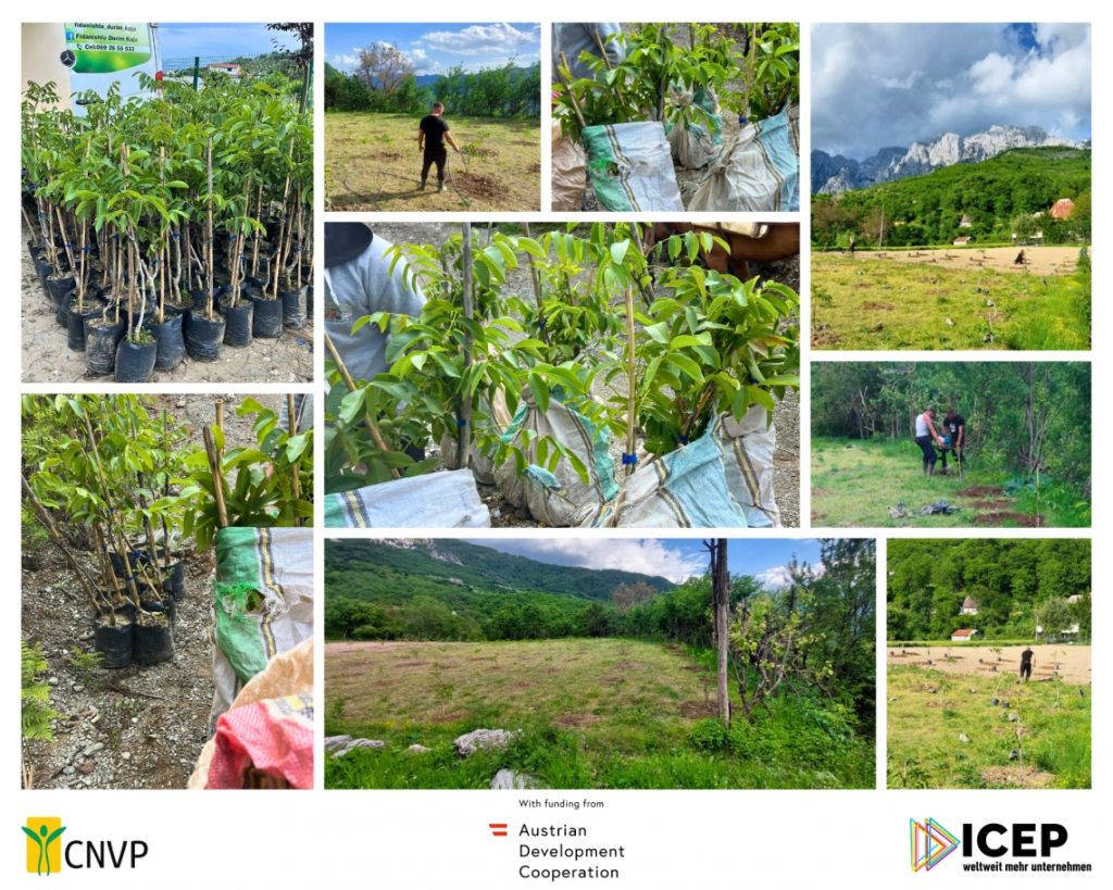 200 Walnut Trees Planted in Peçaj, Shalë as Part of IFM Project Activities