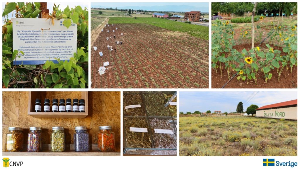 In the Lavender and MAPs Fields, A Story of Growth and Possibility