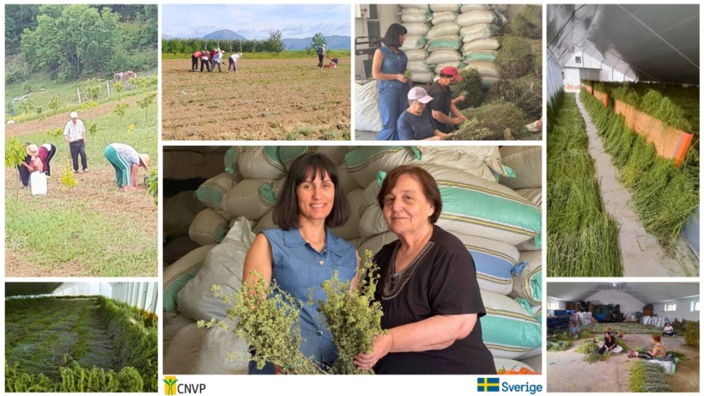 Harnessing Solar Power for Sustainable Growth in Delvina