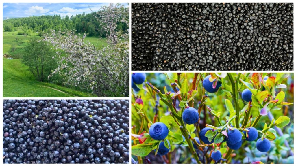 The Wild Blueberry of Albania – A Natural Treasure for Health and Heritage