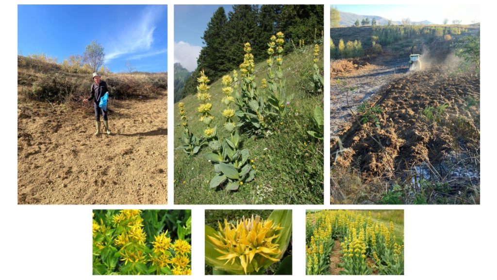 Gentiana Lutea in Shishtavec: medicinal value, risks and how CNVP is helping