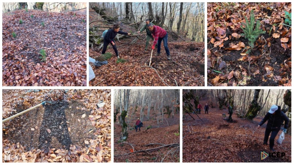 Spruce Planting Activities Strengthen Coppice Forest Conversion Efforts