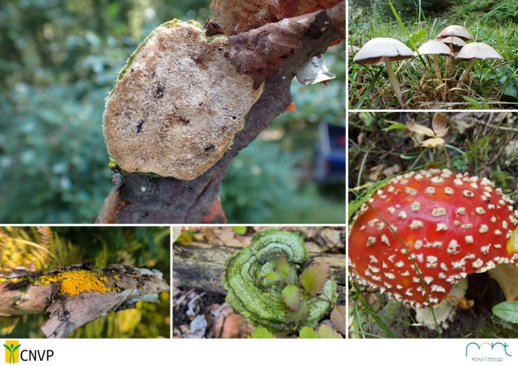 Mushrooms: Quiet Treasures of Albania’s Protected Forests
