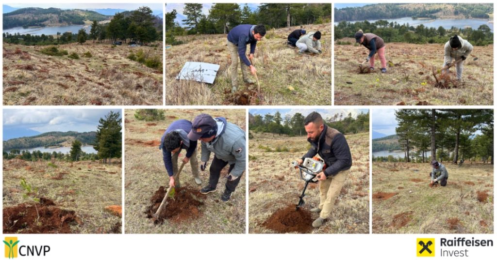 CNVP Continues Reforestation of Fire-Affected Areas in Gramsh