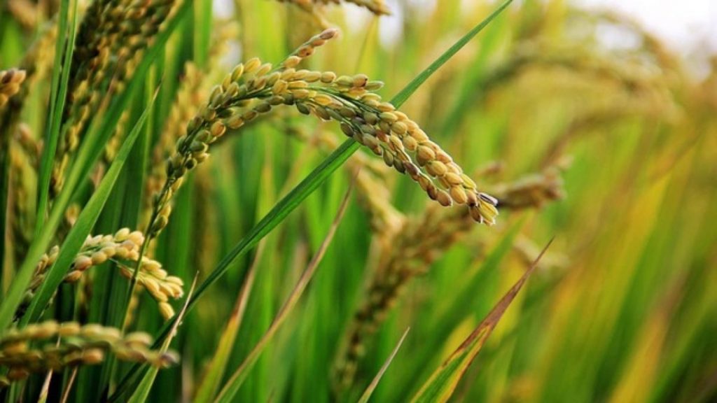 Increasing food security