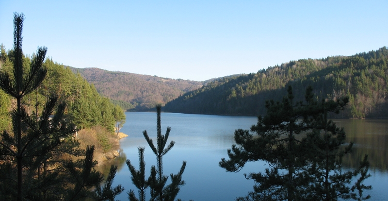 CNVP involved in developing forest certification