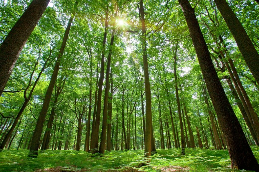 European Forest Week