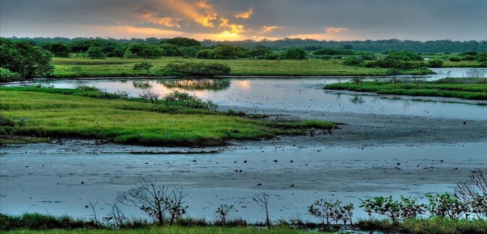 World Wetlands Day