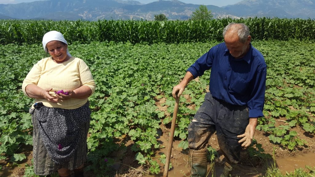 Medical and aromatic plants – alternatives for rural income generation