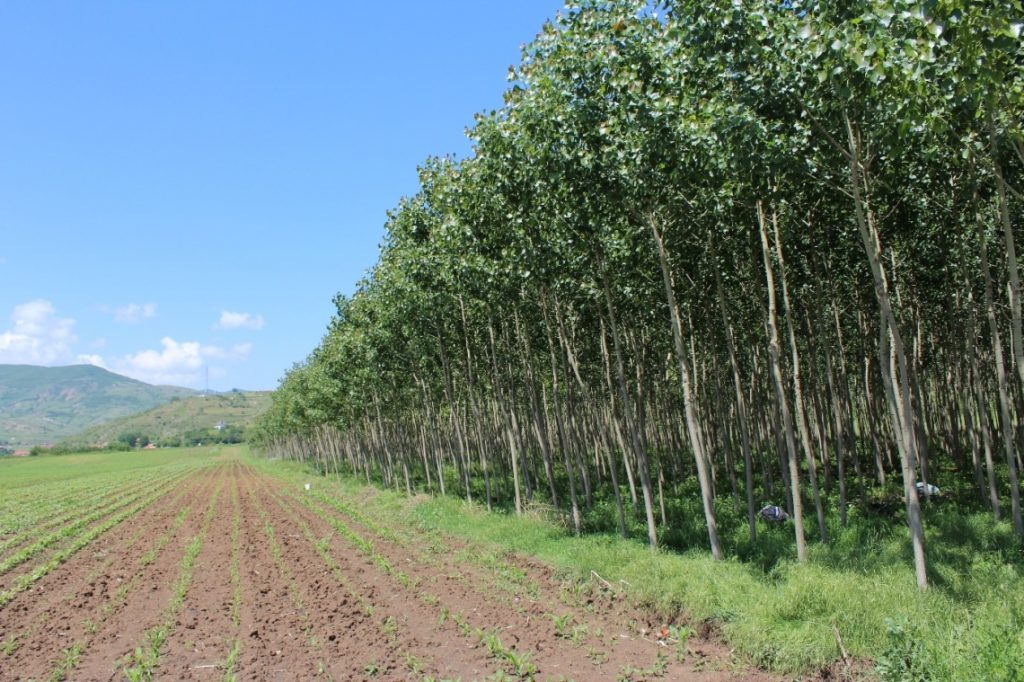 CNVP Kosovo visits fast growing tree species in Albania